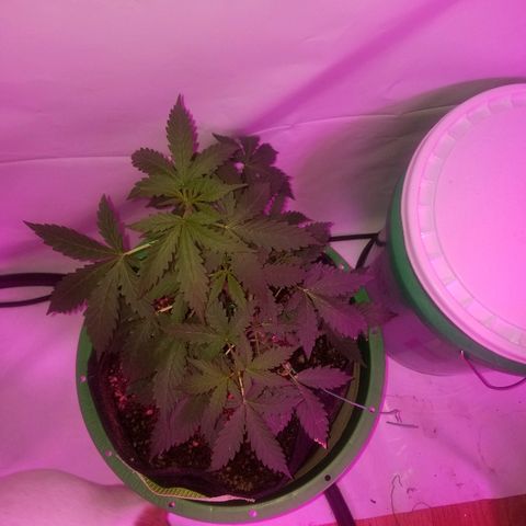 Bam Bam #2 growlog timeline photo