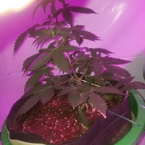 Bam Bam #2 growlog timeline photo