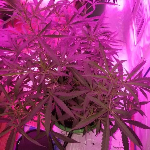 Bubblegum breath  #2 growlog timeline photo