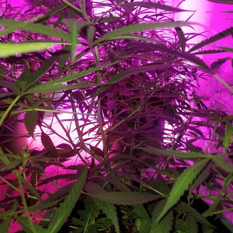 Bubblegum breath  #2 growlog timeline photo