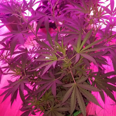 Bubblegum breath  #1 growlog timeline photo