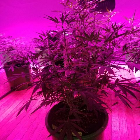 Bubblegum breath  #1 growlog timeline photo