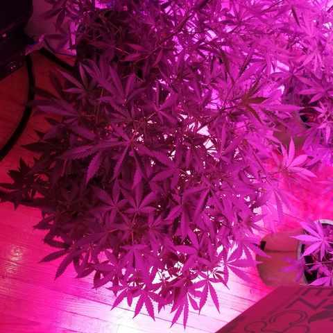 Bitchen Camaro  growlog timeline photo