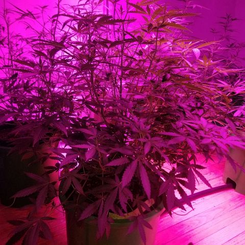 Bitchen Camaro  growlog timeline photo