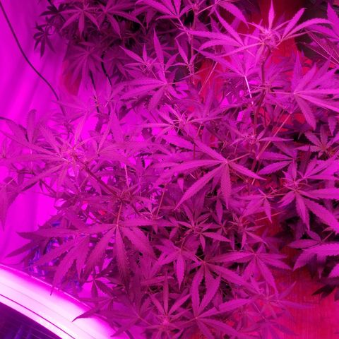 White widow  #1 growlog timeline photo