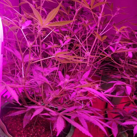 White widow  #1 growlog timeline photo