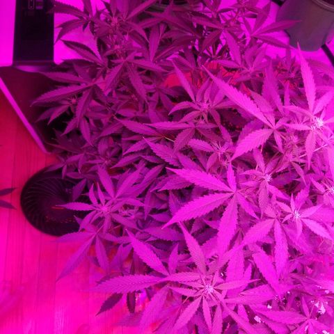 Kracken #1 growlog timeline photo