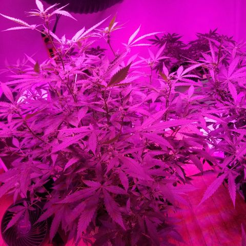 Kracken #1 growlog timeline photo