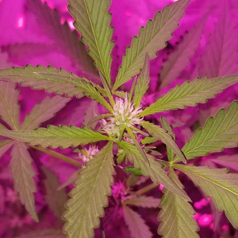 Kracken #1 growlog timeline photo