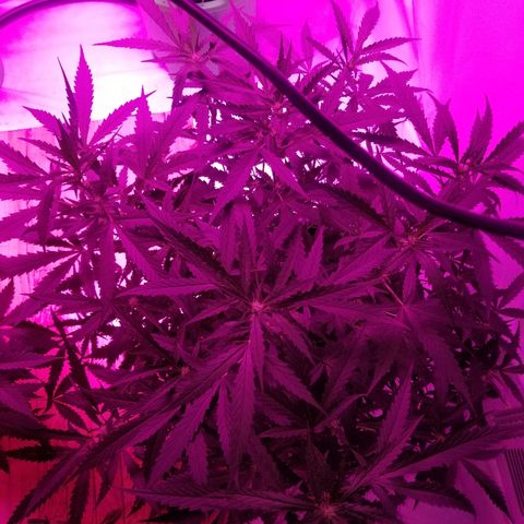 Kracken #2 growlog timeline photo