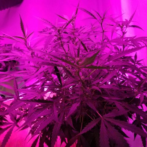 Kracken #2 growlog timeline photo