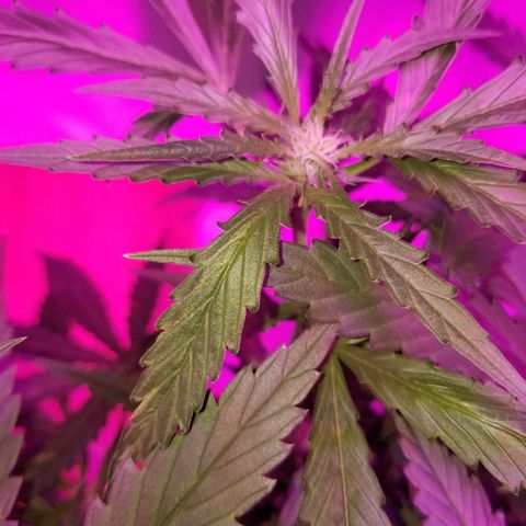 Kracken #2 growlog timeline photo