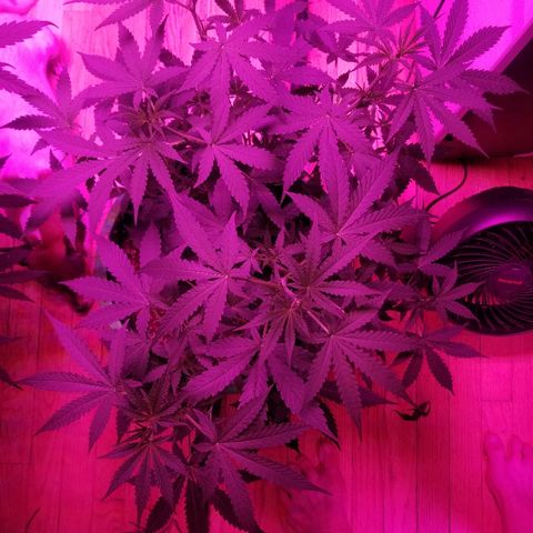 Bam Bam #3 growlog timeline photo