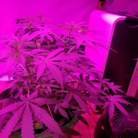 Bam Bam #3 growlog timeline photo