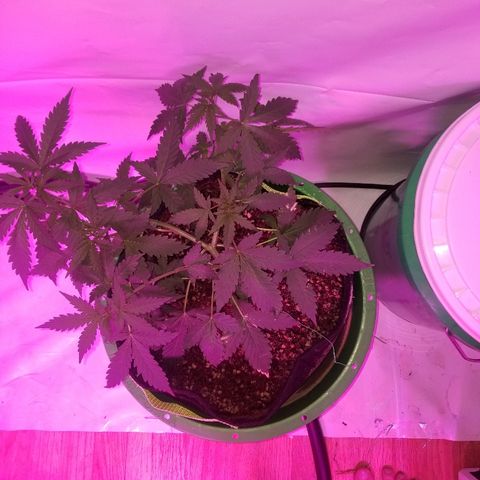 Bam Bam #2 growlog timeline photo