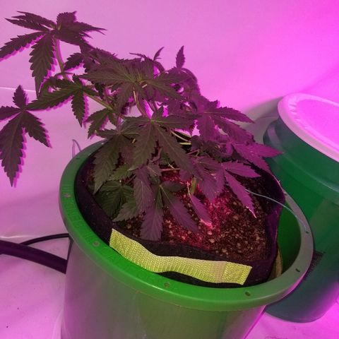 Bam Bam #2 growlog timeline photo