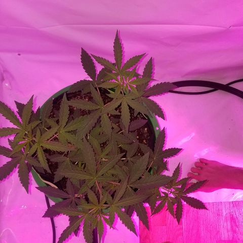 Bam Bam #1 growlog timeline photo