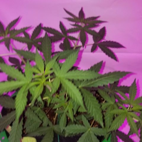 Bam Bam #1 growlog timeline photo