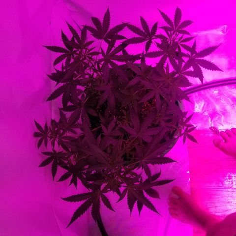 Do Si Dos Auto growlog timeline photo