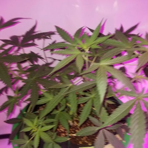 Do Si Dos Auto growlog timeline photo