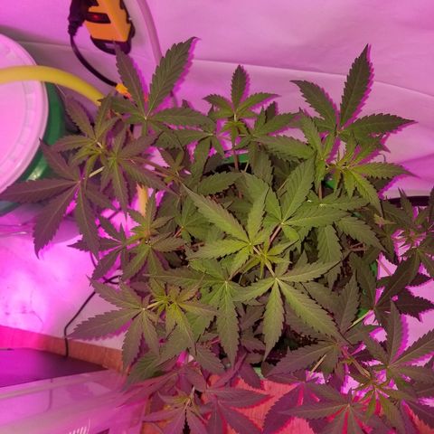 G14 #1 growlog timeline photo