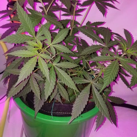 G14 #1 growlog timeline photo
