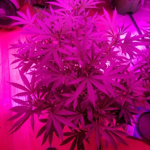 Bubblegum breath  #1 growlog timeline photo