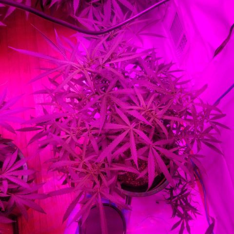 Bubblegum breath  #2 growlog timeline photo