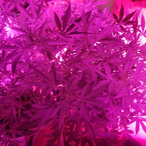 Bitchen Camaro  growlog timeline photo