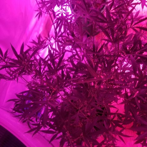 White widow  #1 growlog timeline photo