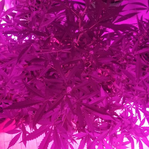 Kracken #1 growlog timeline photo