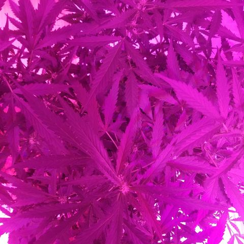 Kracken #2 growlog timeline photo