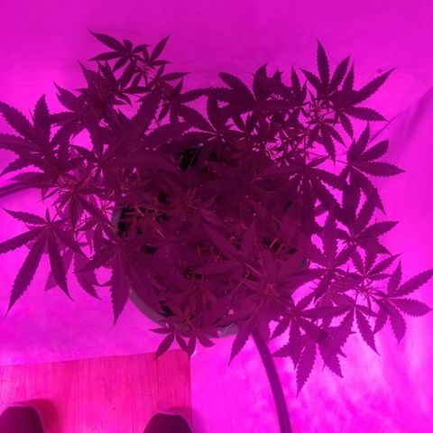 Do Si Dos Auto growlog timeline photo
