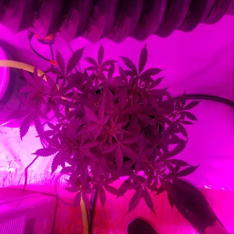 G14 #1 growlog timeline photo