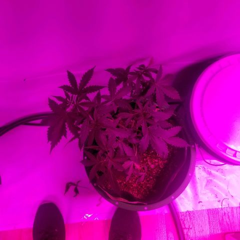 Bam Bam #2 growlog timeline photo