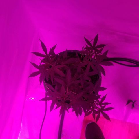 Bam Bam #1 growlog timeline photo