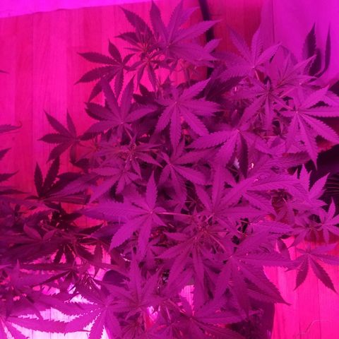 Bam Bam #3 growlog timeline photo