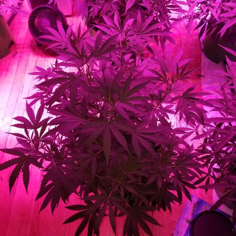 Bubblegum breath  #1 growlog timeline photo