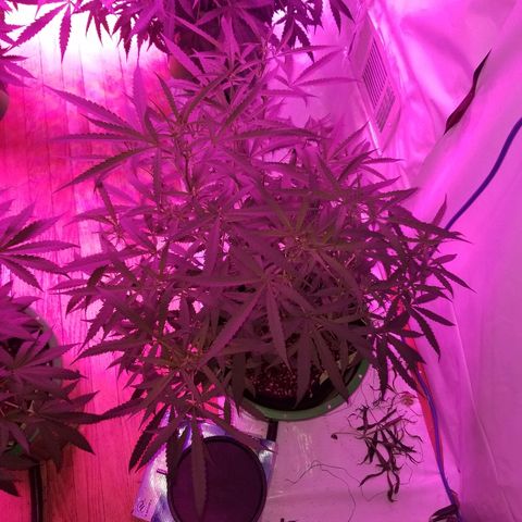 Bubblegum breath  #2 growlog timeline photo