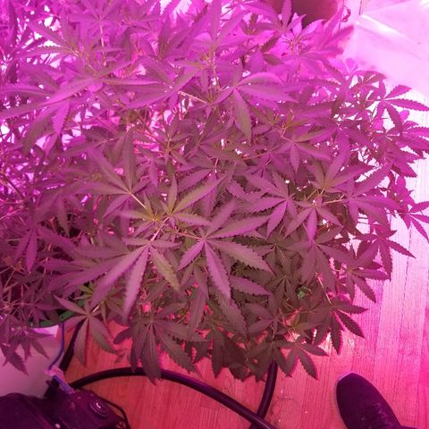 Bitchen Camaro  growlog timeline photo