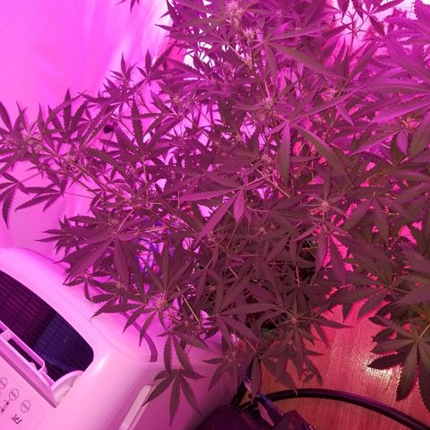 White widow  #1 growlog timeline photo