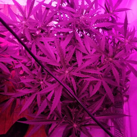 Kracken #2 growlog timeline photo