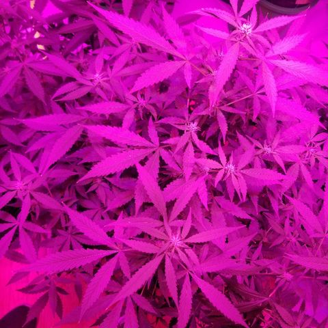 Kracken #1 growlog timeline photo
