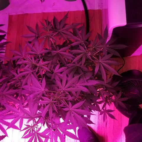 Bam Bam #3 growlog timeline photo