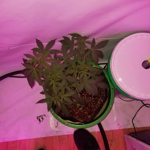Bam Bam #2 growlog timeline photo
