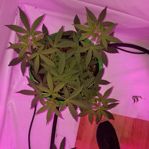 Bam Bam #1 growlog timeline photo