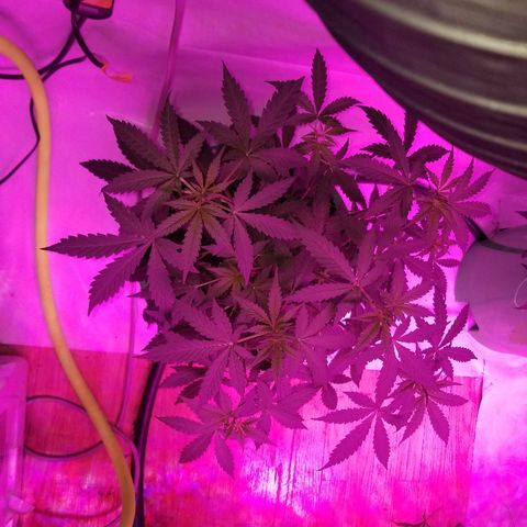G14 #1 growlog timeline photo