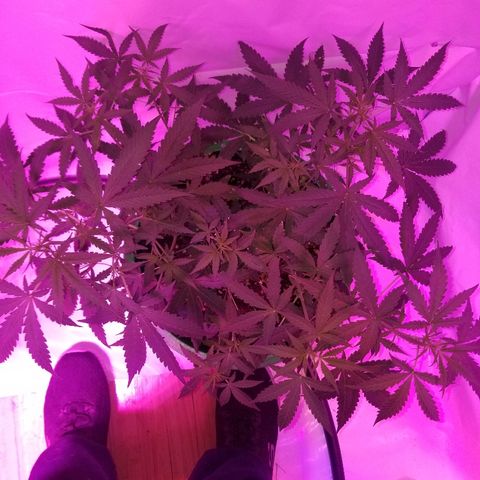 Do Si Dos Auto growlog timeline photo
