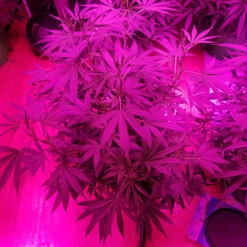 Bubblegum breath  #1 growlog timeline photo