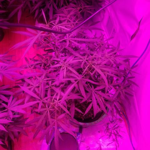 Bubblegum breath  #2 growlog timeline photo